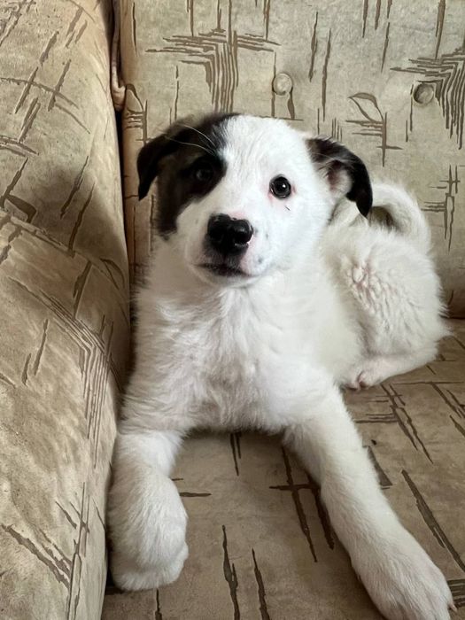 Щенята цуценята лагідні розумні хлопчик дівчинка