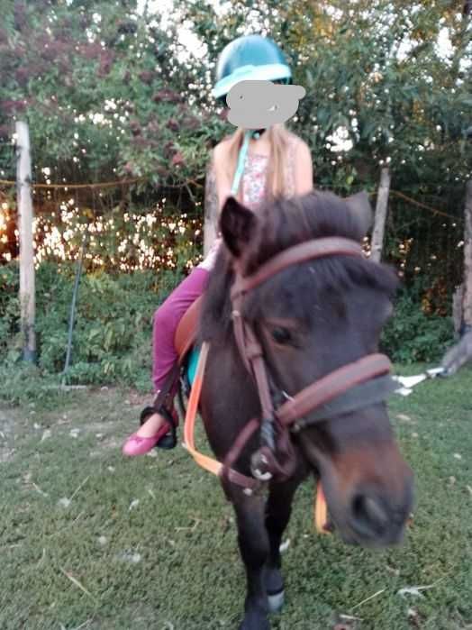 Kuc wałach, 4,5 roku