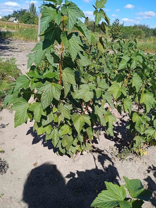 Продам саджанці смородини — опт і роздріб