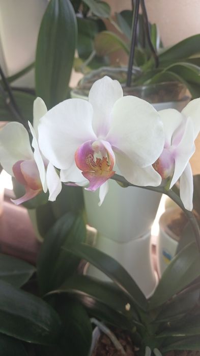 Орхідеї домашні продам