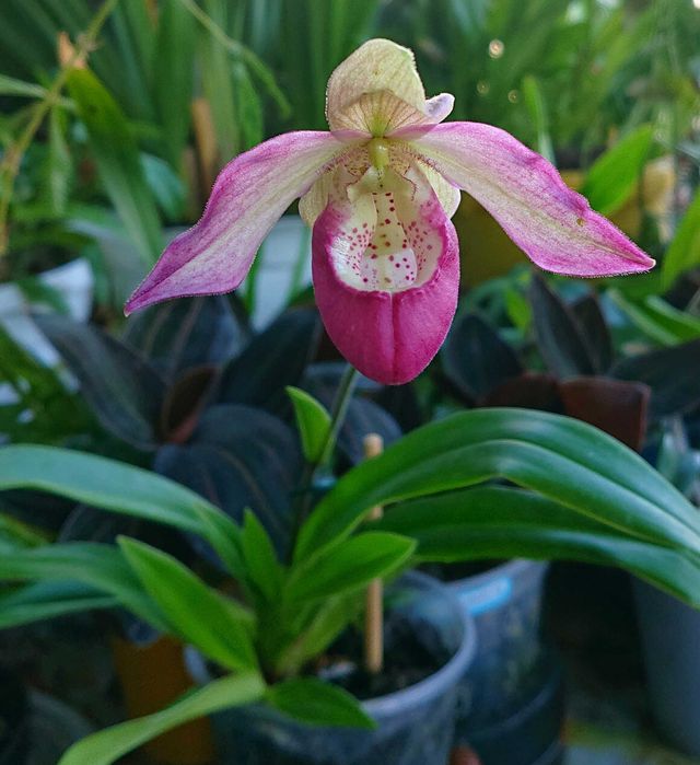 Phragmipedium sedenii.Фрагміпедіум.Тільки обмін на інший Фрагміпедіум.