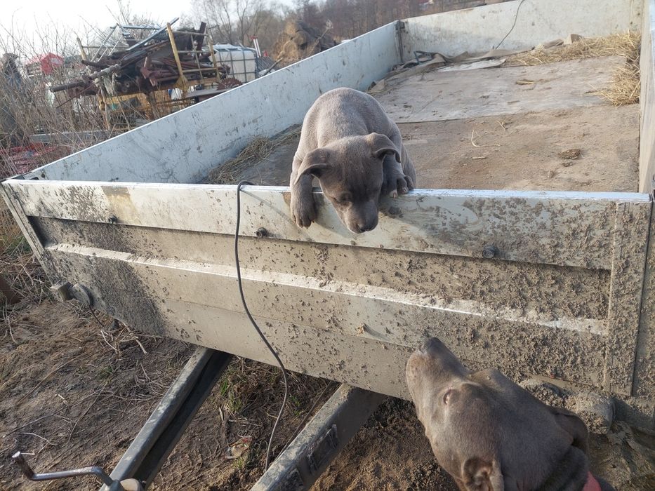 Szczeniak american Staffa terrier