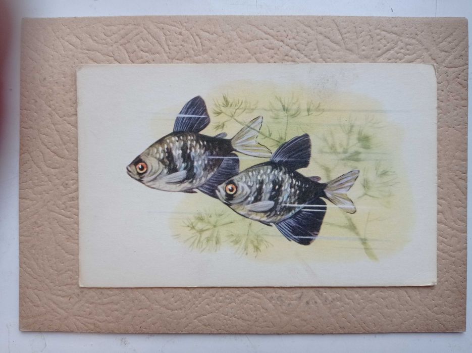 Вінтажний набір листівок з рибами