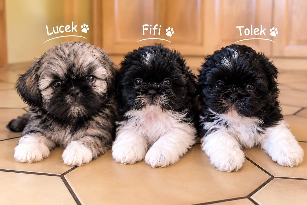 Pieski Shih Tzu gotowe do odbioru