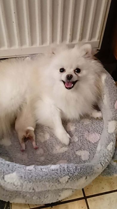Szpic Miniaturowy Pomeranian
