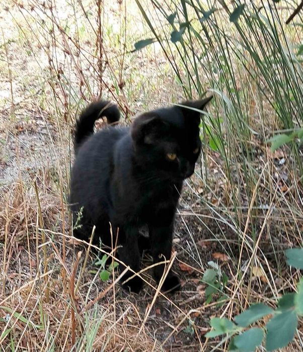 Прилаштовуються кошенята