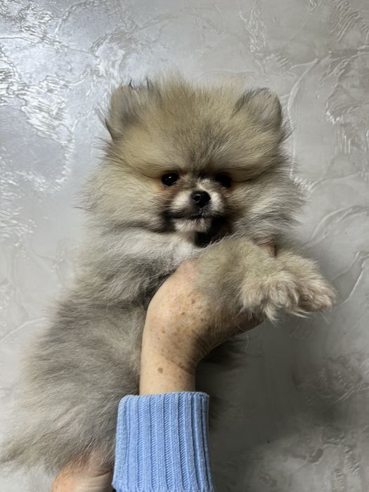 Хлопчик шпіц )))