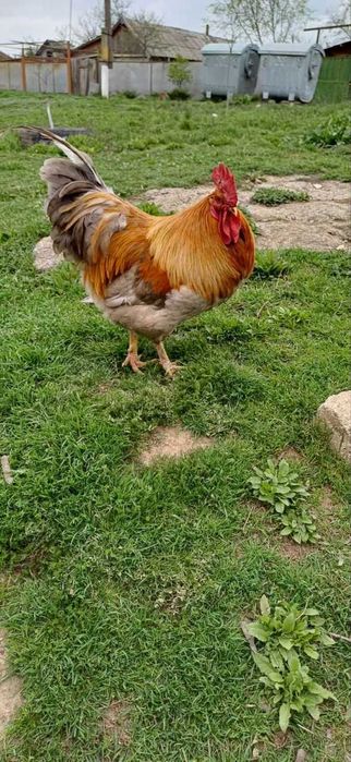 Инкубационное яйцо цветных кур.