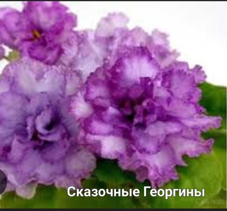 Фіалки сенполії міні, полу міні, трейлери