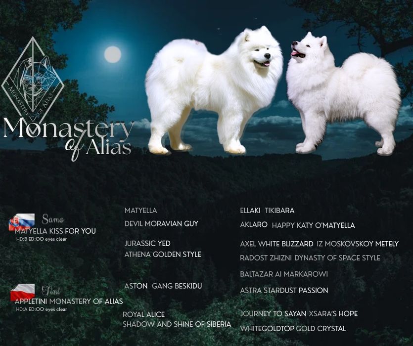 Samojed/ Samoyed szczeniak/ szczenię/ szczenięta
