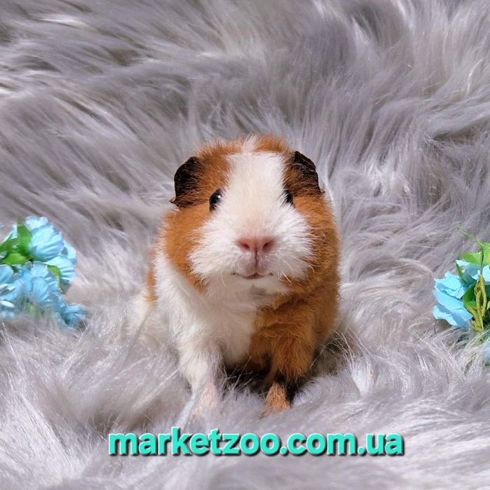 Унікальний біло-рудий хлопчик тедді – ваш майбутній фаворит!