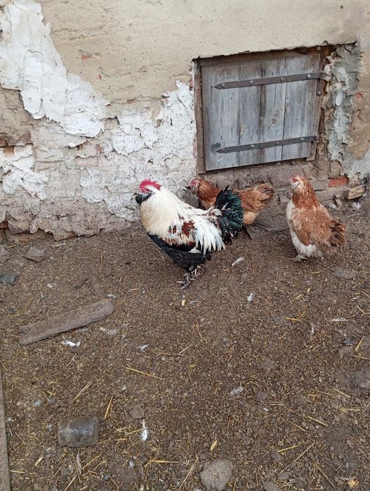 Sprzedam kury faberola