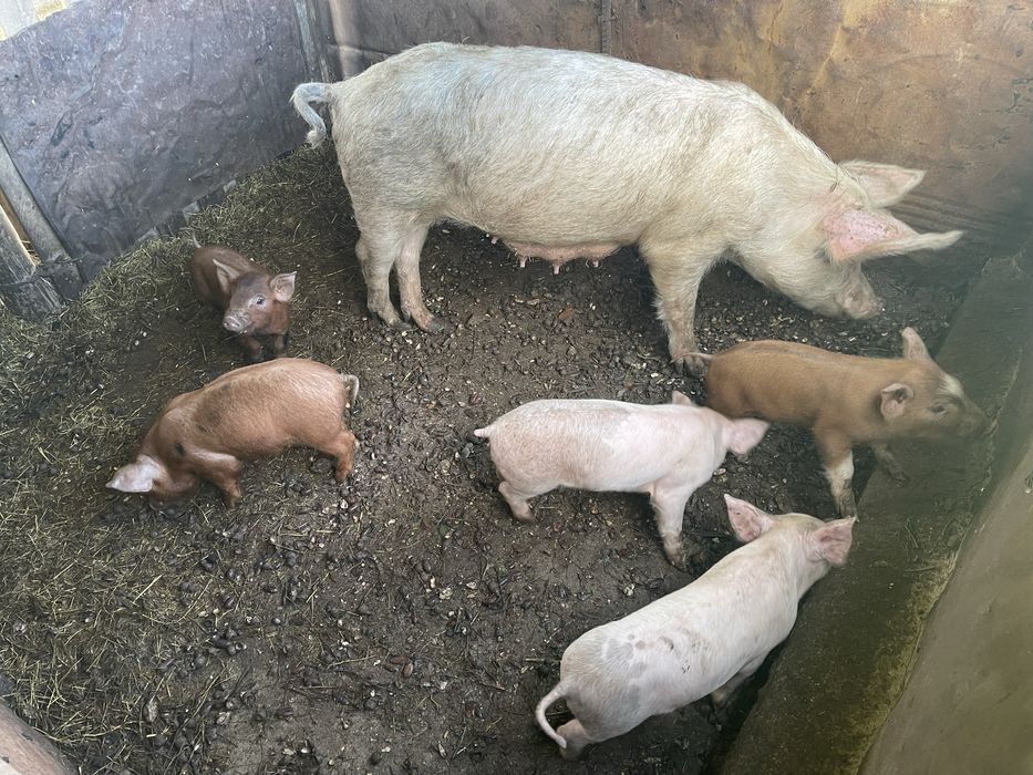 Vendo Leitoes a serem desmamados na segunda semana de janeiro