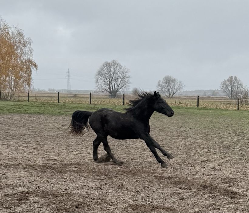Sprzedam ogierka śląskiego