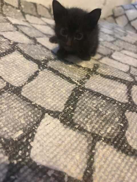Dão se gatinhos para adoção responsavel