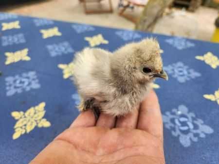 Galinhas - Padovana / Sedosas Japão - Showgirl