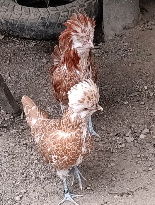 Casal de Paduanas