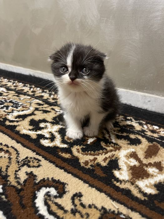 Шотландські кошенята