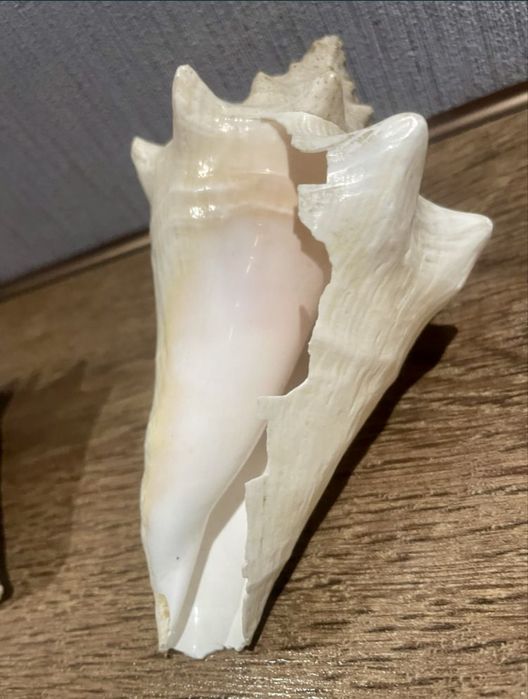 Ракушки .За две 200 грн