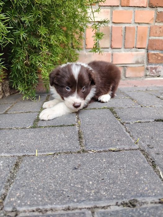 Piękna Border Collie
