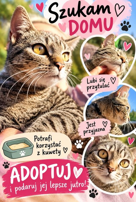 5cio miesięczna kotka do adopcji