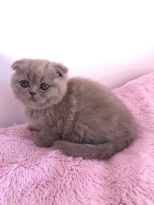 Fêmea Scottish Fold Lilac