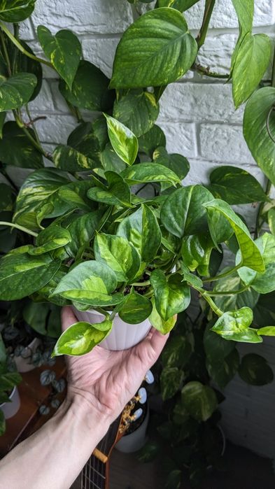 Сциндапсус епіпремнум  Марбл Квін  Глобал Грін Голден Марбл Квин Потос