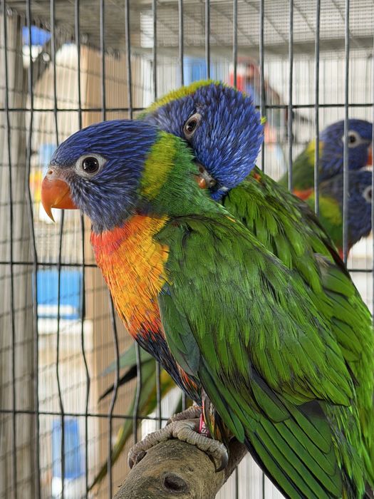 Loris  Molucanus Arco Iris