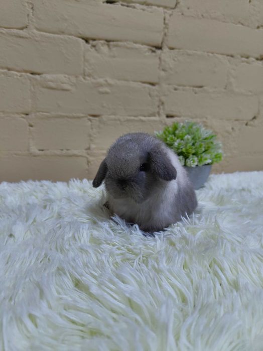 Króliczki Mini Lop. Urocze maluszki do rezerwacji.