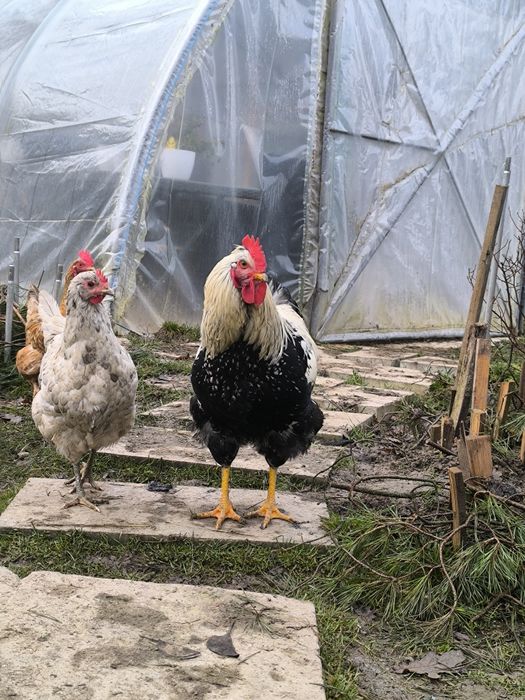 Sprzedam lub wymienię mlode koguty z maja