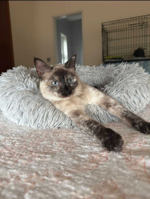 Gatinhos com 6 meses para adoção responsável