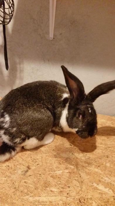 Sprzedam Króla samca