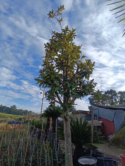 Magnolia para jardim
