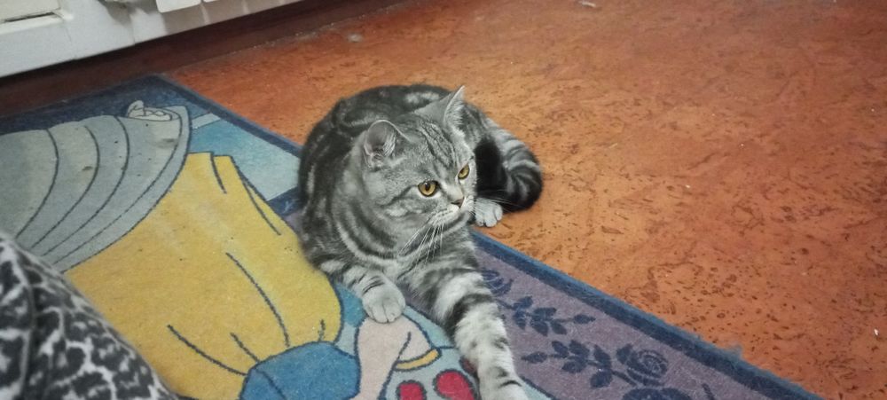 Gato British Shorthair