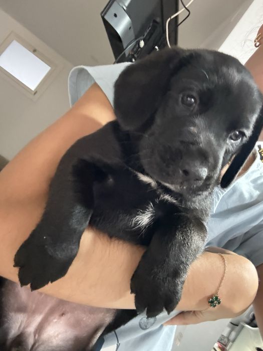 Cachorrinhos para adoção