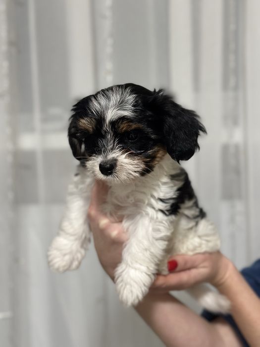 Цуценята бівер-йорк терʼєра — маленьке щастя у ваш дім