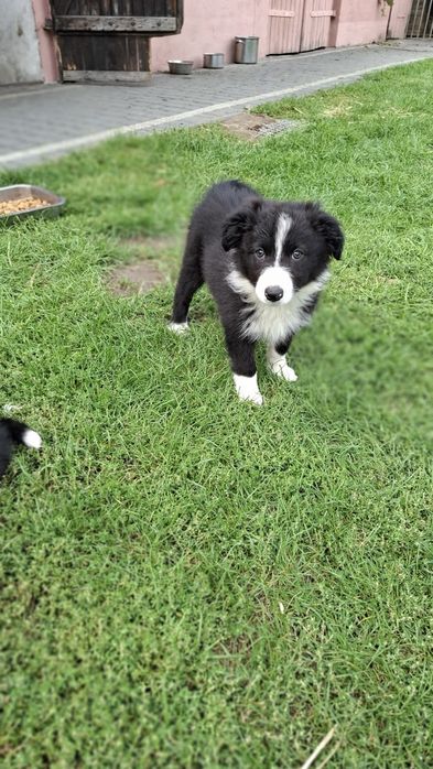 Border Collie ur 5.07.2026