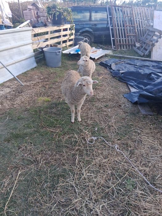 Vendo 2 fêmeas e 1 macho