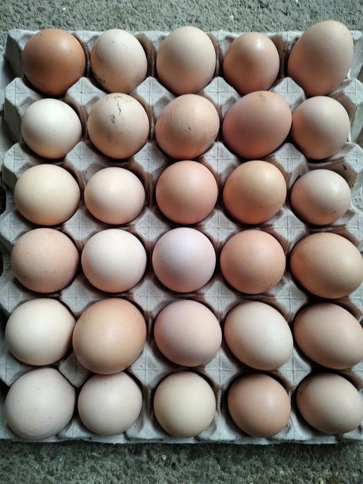 Ovos Caseiros Fresquinhos – Dúzis 3€