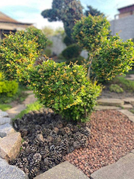 Услуги садовника, уход за территорией, стрижка растений