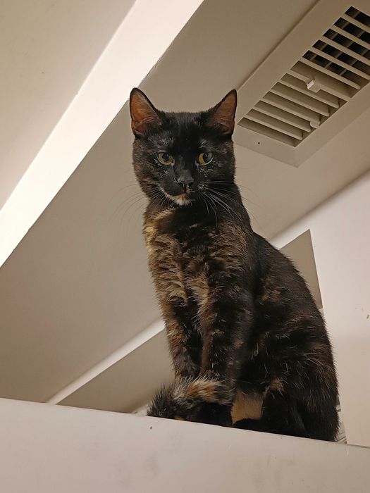 Красиві кото-брюнети чекають на добрих людей