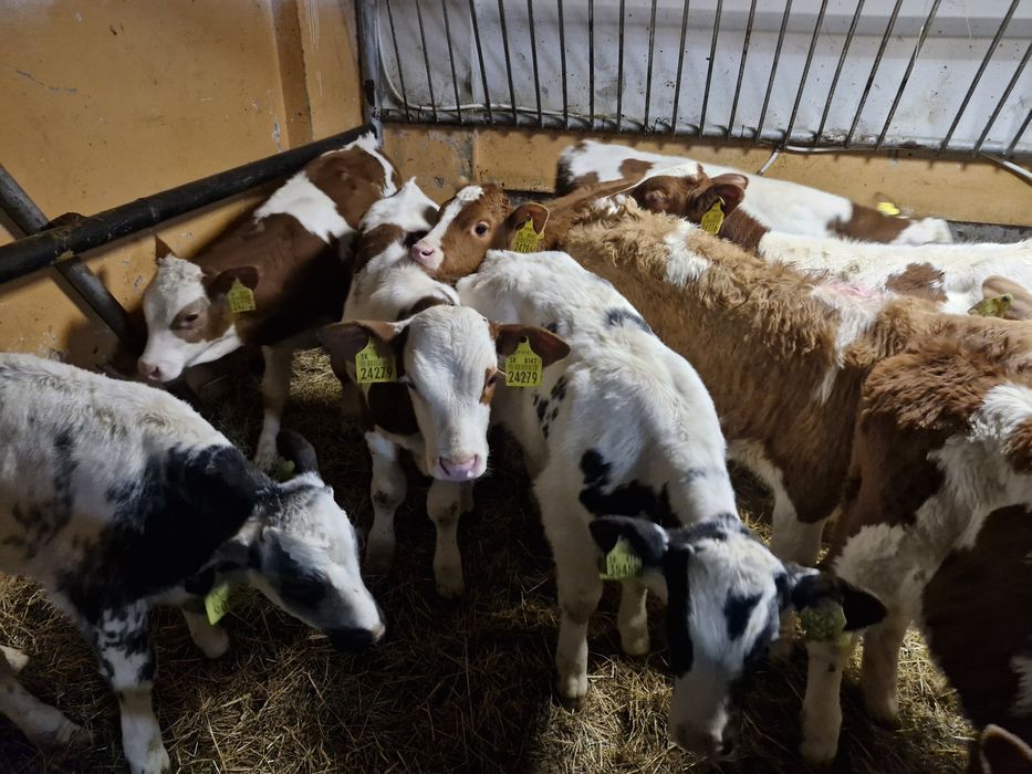 Sprzedam byczki zapraszam