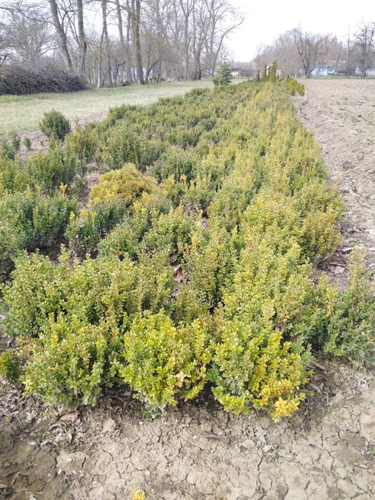 Декоративні рослини самшит