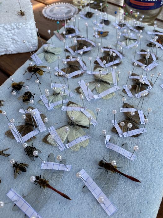 Поодам комах, метеликів, жуків