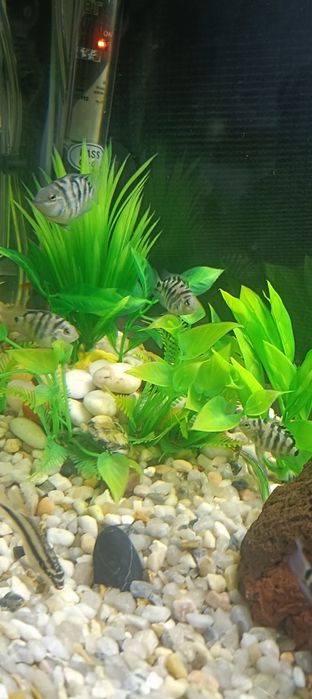 Papagaio anão para troca por outra espécie