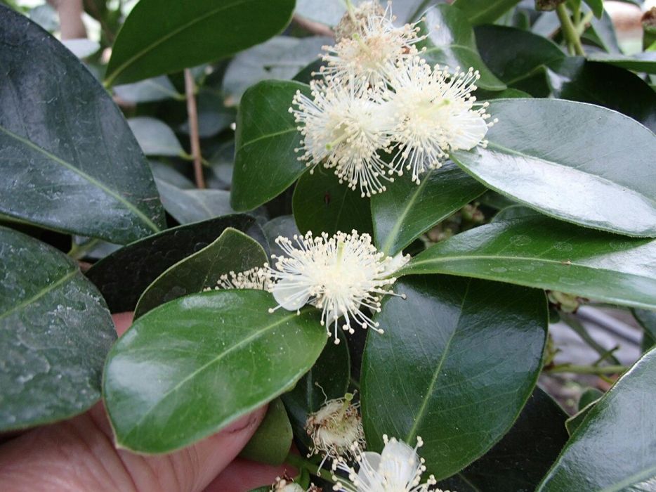 Gujawa truskawkowa-psidium catleyanum - sadzonka 50 cm