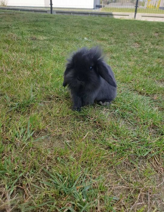 Królik Baranek Mini Lop