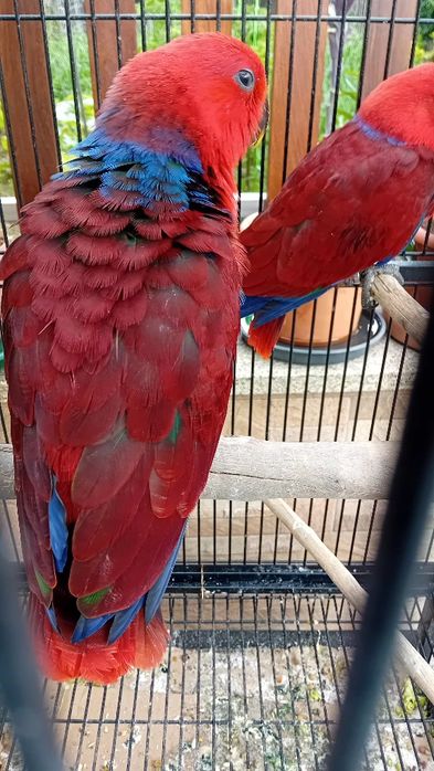 Aves criadas em cativeiro