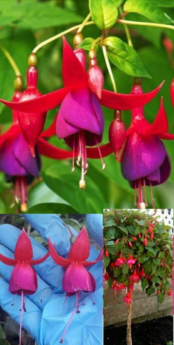 Кімнатні квіти різні