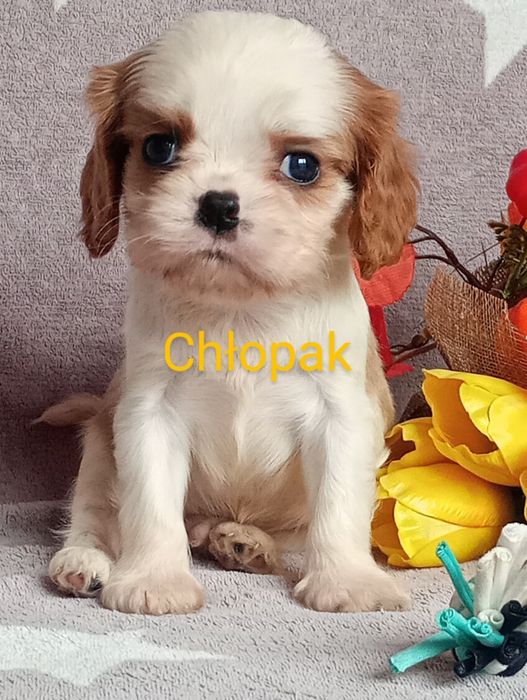 Cavalier kinng spaniel chlopak